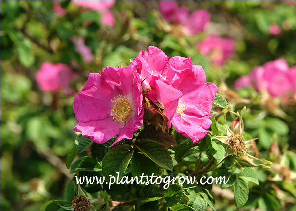 A nice cluster of the pink flowers.
